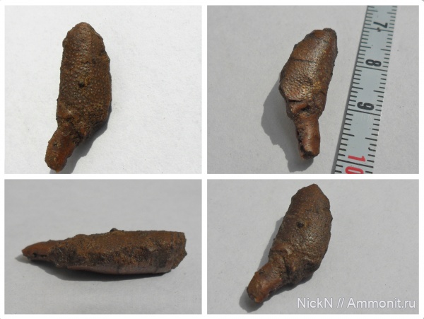 мел, сеноман, находки, Волгоградская обл