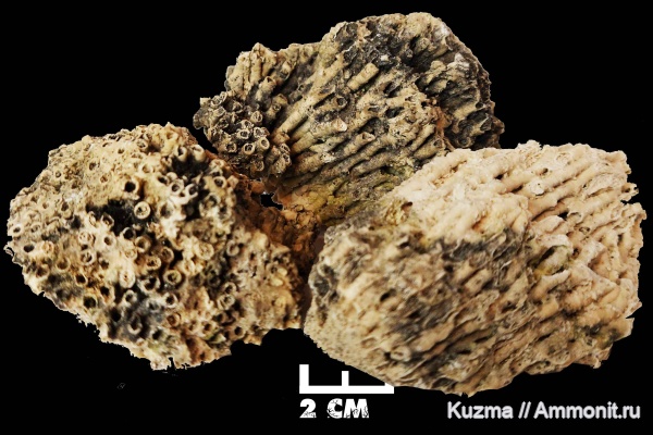 Древние кораллы