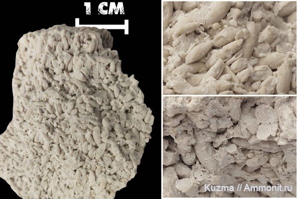 Древнейшие животные