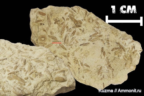 мшанки, гжельский ярус, криноидеи, каменноугольный период, фузулиниды, Сокский карьер