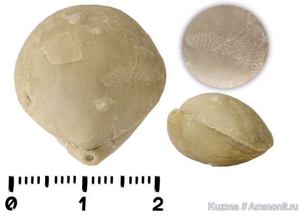 брахиоподы, Дагестан, Rouillieria