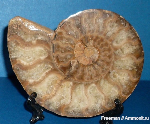 аммониты, Таджикистан, Памир, Cleoniceras, Ammonites