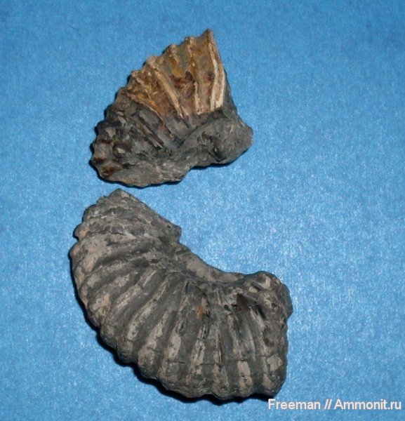 окаменелости, аммониты, юра, мел, Ammonites, Fossils, Cretaceous, Jurassic