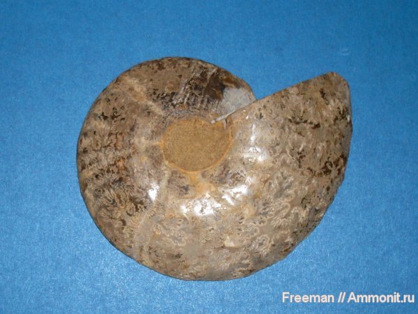 аммониты, Таджикистан, Ammonites, лопастные линии
