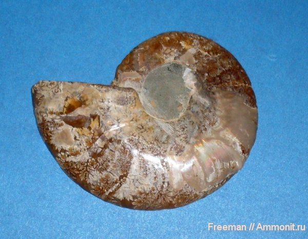 аммониты, Таджикистан, Памир, Ванч, перламутр, Cleoniceras, Ammonites, лопастные линии