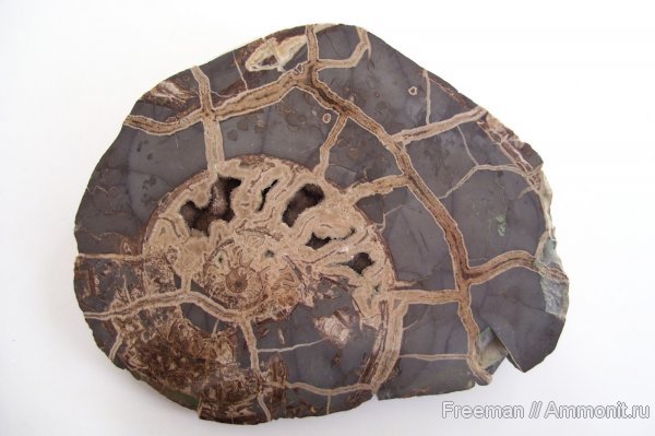 аммониты, Таджикистан, Харангон, Душанбе, Ammonites