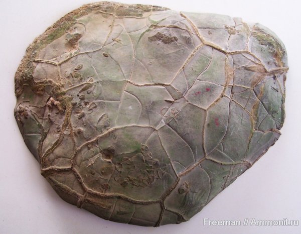 аммониты, Таджикистан, Харангон, Душанбе, Ammonites