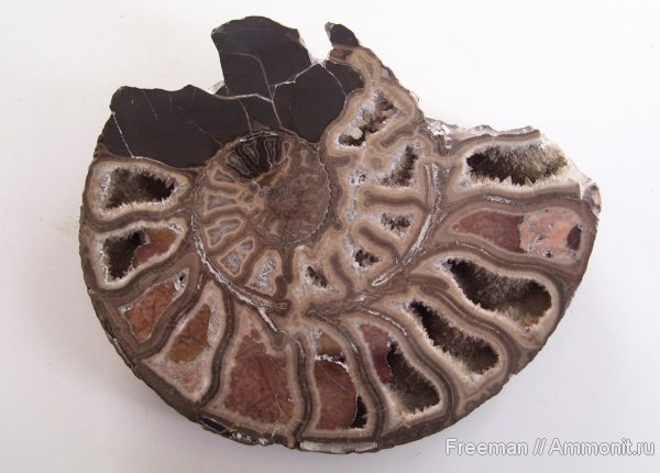 аммониты, Таджикистан, Харангон, Ammonites