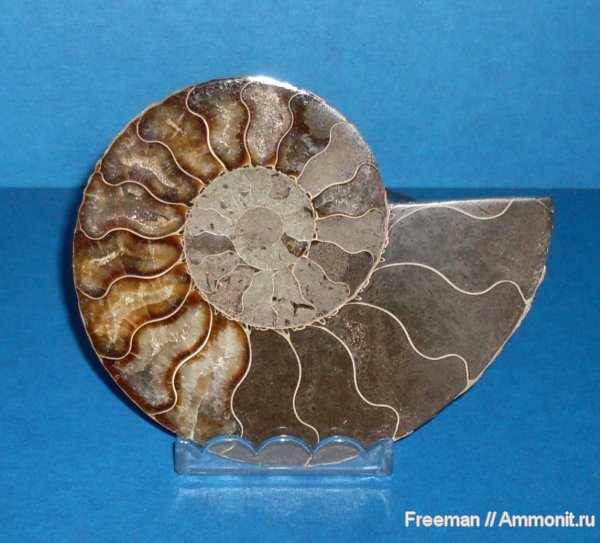 аммониты, Таджикистан, Памир, альб, Cleoniceras, Ammonites, Albian