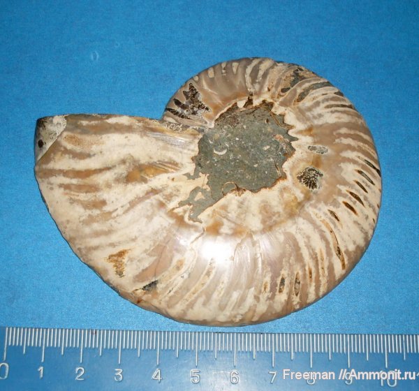 аммониты, Таджикистан, Памир, альб, Cleoniceras, Ammonites, Albian