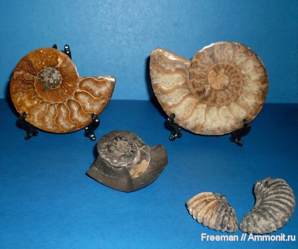 аммониты, Cleoniceras, Ammonites