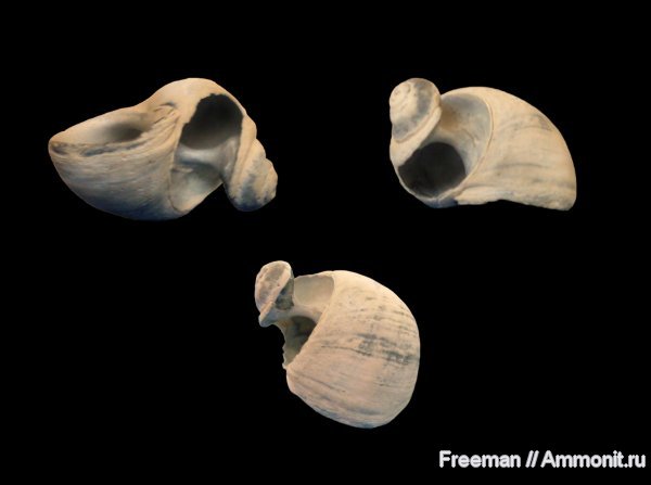 гастроподы, брюхоногие моллюски, Сочи