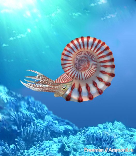 аммониты, Peltoceras, прижизненная окраска, реконструкция, Ammonites, Peltoceratinae, Aspidoceratidae