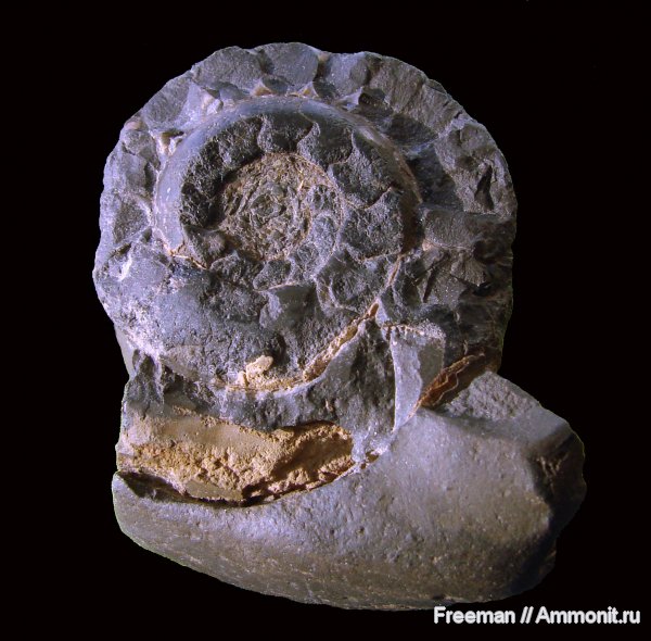 аммониты, Ammonites