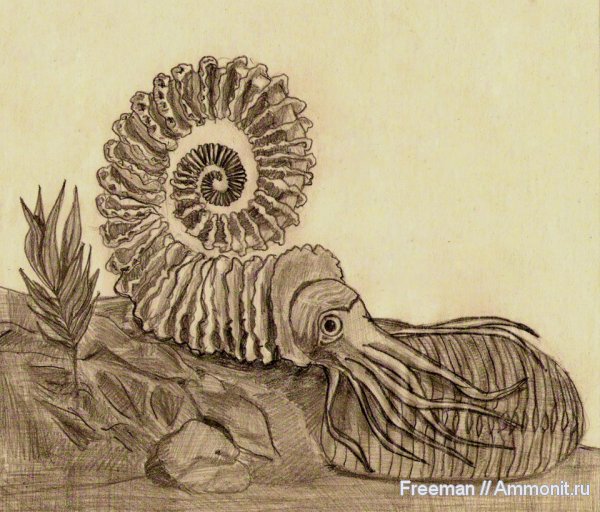 аммониты, Ammonites