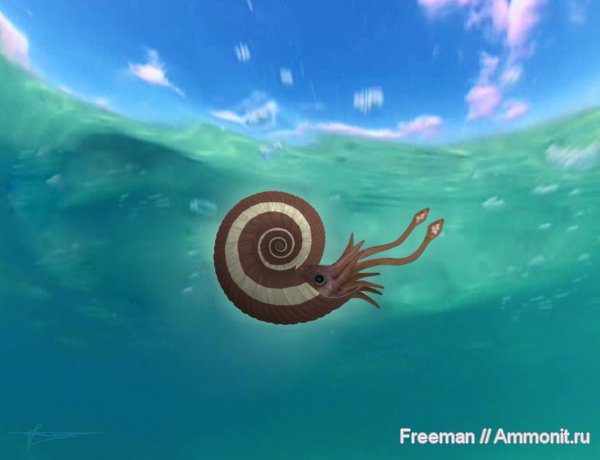 аммониты, Quenstedtoceras, Quenstedtoceras lamberti, реконструкция, Ammonites