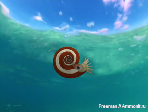 аммониты, Quenstedtoceras, Quenstedtoceras lamberti, реконструкция, Ammonites