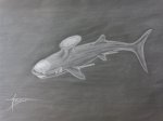 Палеозойская акула Stethacanthus