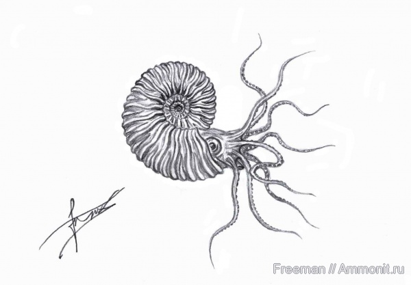 мел, Deshayesites, апт, Deshayesitidae, Aptian, Cretaceous