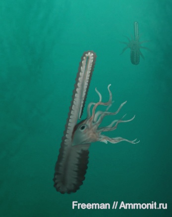 мел, апт, Адыгея, Ptychoceras, Краснодарский край, Hamitidae, р. Курджипс, Aptian, Cretaceous