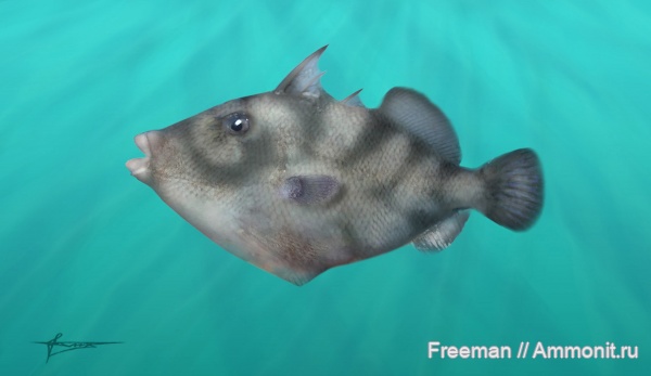 рыбы, олигоцен, р. Пшеха, Osteichthyes, Actinopterygii, Oligobalistes, Balistidae, Tetraodontiformes