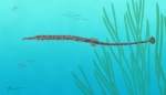 Pshekhagnathus polypterus
