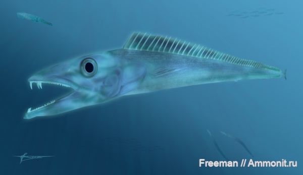 рыбы, Trichiuridae, р. Пшеха, fish, Paleogene, Anenchelum, Anenchelum paucivertebrale, Aphanopinae, scabbardfish