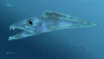 Рыба сабля Anenchelum