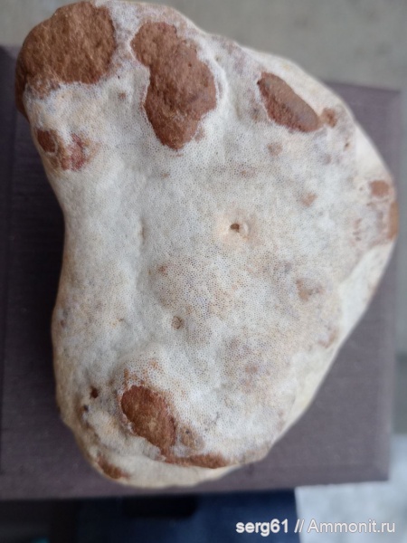 Хететис или мшанка?