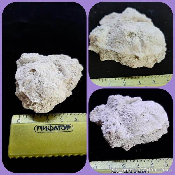 брахиоподы, мшанки, кораллы, продуктиды, Productida