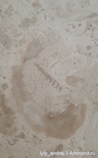 гастроподы, моллюски