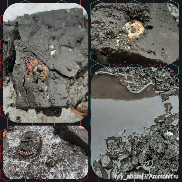 аммониты, моллюски, Amoeboceras