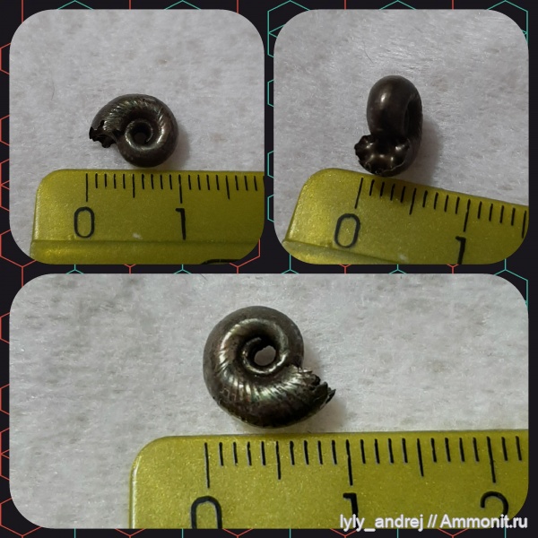 аммониты, моллюски, Subdiscosphinctes