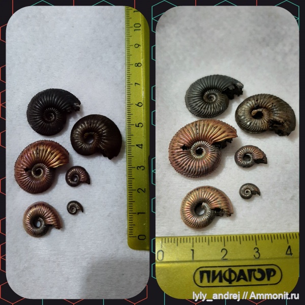 аммониты, моллюски, Amoeboceras