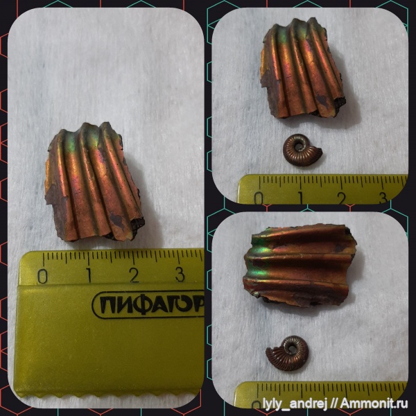 аммониты, моллюски, оксфордский ярус