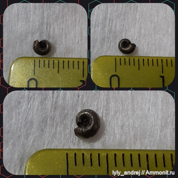 аммониты, моллюски, Perisphinctidae