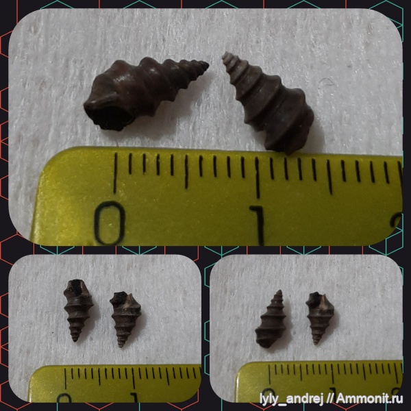 гастроподы, Dicroloma, оксфордский ярус