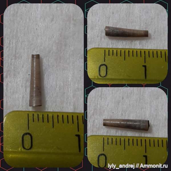 моллюски, лопатоногие моллюски, оксфордский ярус