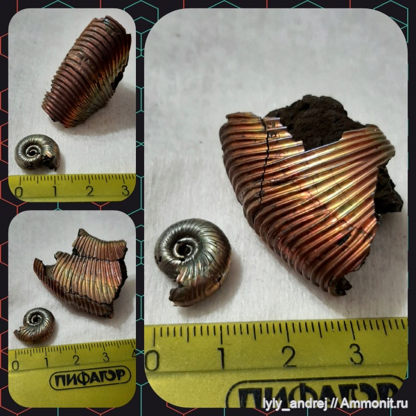 аммониты, моллюски, оксфордский ярус