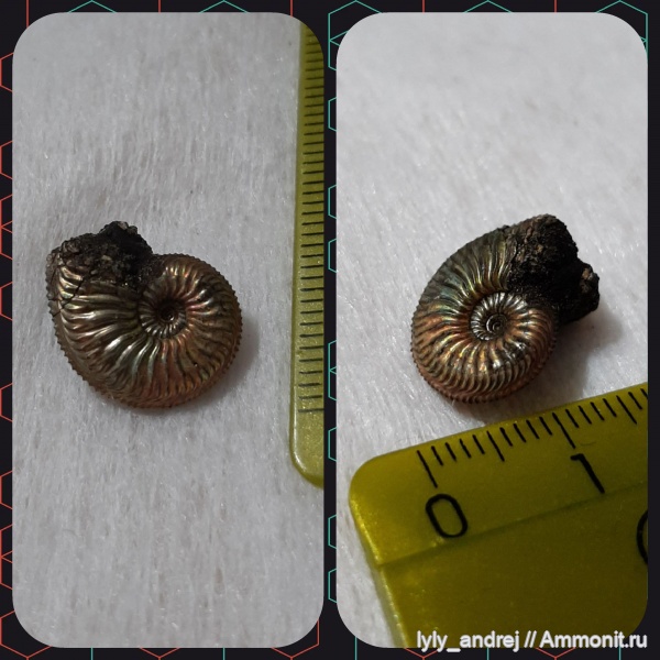 аммониты, моллюски, Amoeboceras, оксфордский ярус