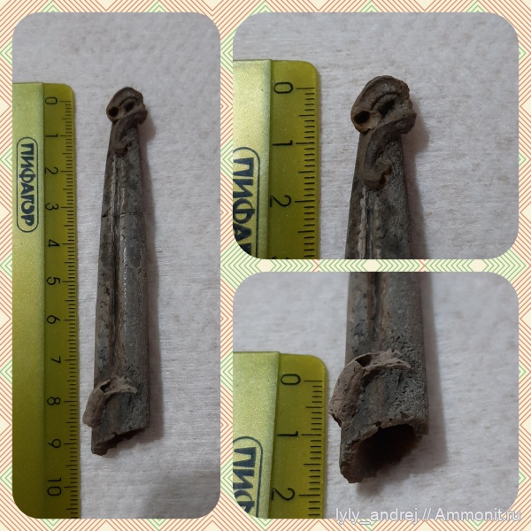 белемниты, кольчатые черви