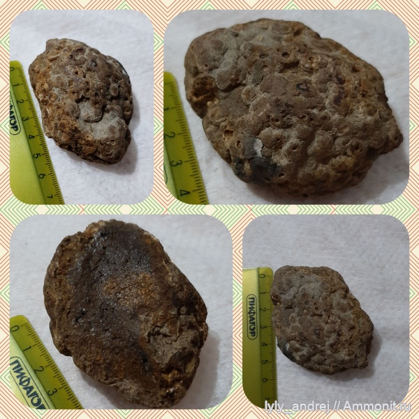 карбон, кораллы