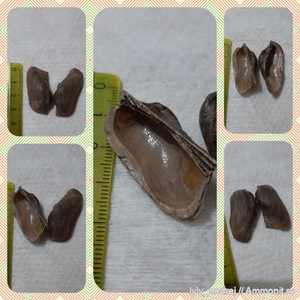 моллюски, двустворки, Grammatodon