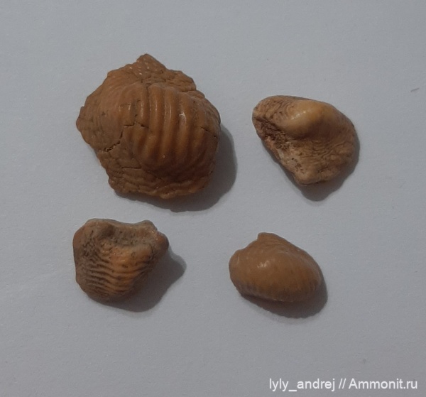 рыбы, акулы, Шацк, Малый Пролом