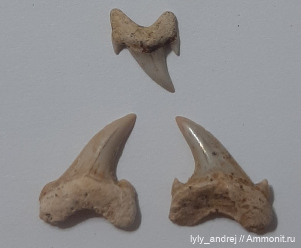 рыбы, акулы, сеноман, Archaeolamna, Шацк