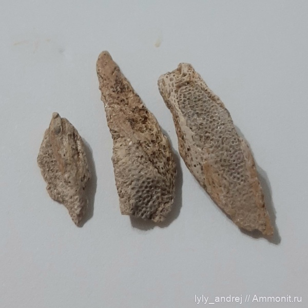 химеры, Шацк, Малопроломский карьер