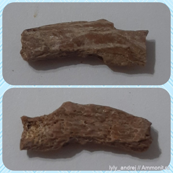 рыбы, сеноман, кости, Малопроломский карьер