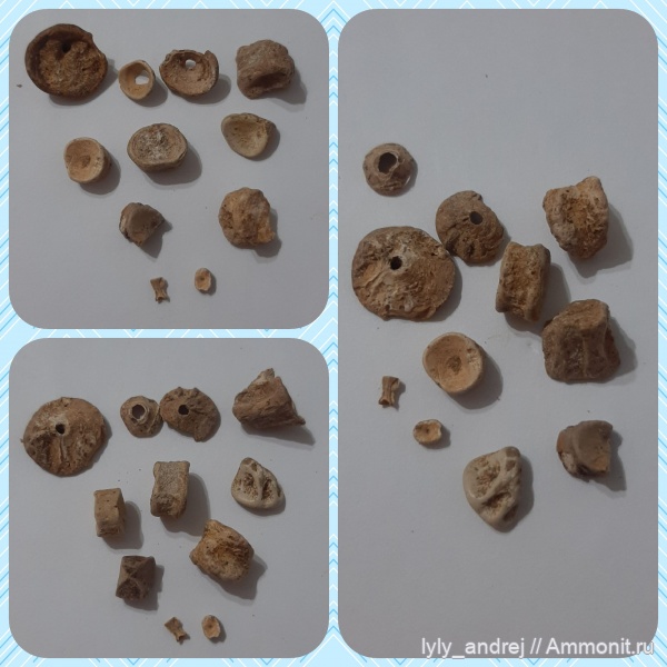 рыбы, сеноман, позвонки, Малопроломский карьер