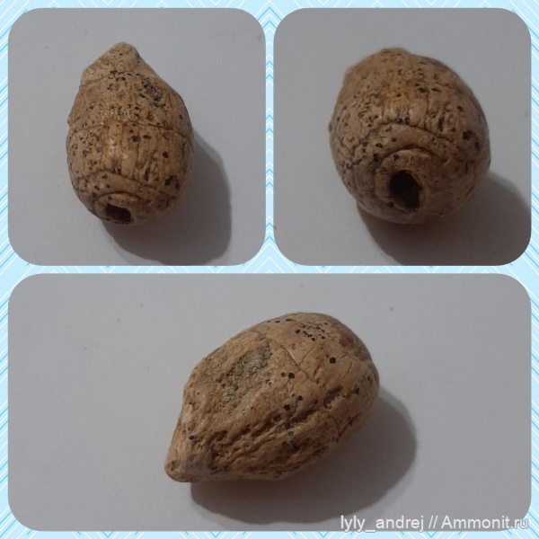 акулы, копролиты, Малопроломский карьер