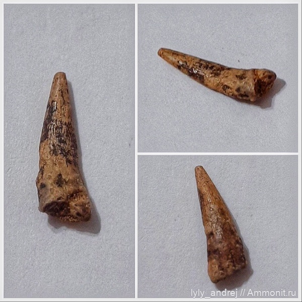 птерозавры, сеноман, Ornithocheiridae, Малопроломский карьер